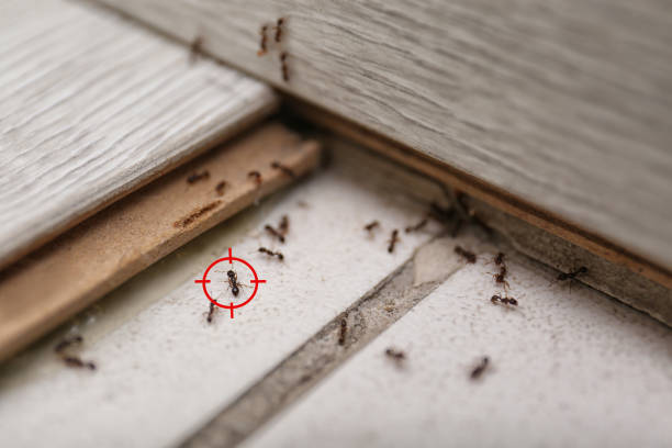 Best Best Pest Control Companies  in Dinuba, CA