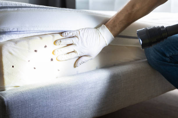 Best Affordable Pest Control Services  in Dinuba, CA