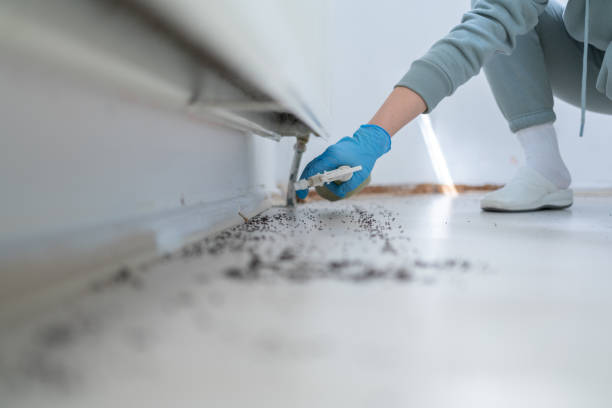 Best Local Pest Control Services  in Dinuba, CA